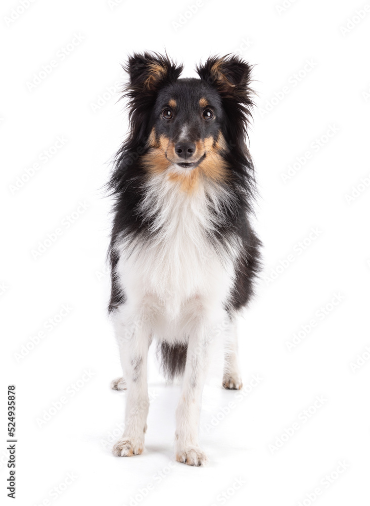Shetland dog standing