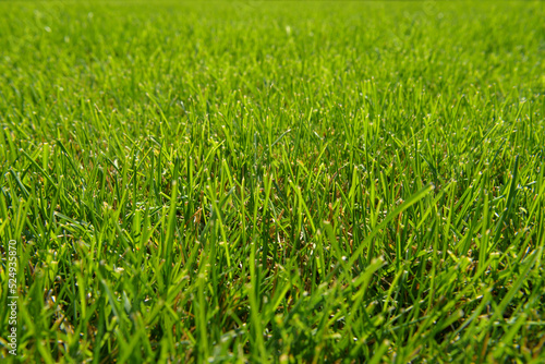 Green grass natural background. Mowed backyard lawn. Texture of fresh lawn grass. Park or green lawn. Summer nature background with place for text. Close-up shot, selective focus.