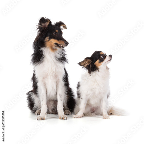 Canvas Print shetland and chihuahua sitting dogs looking to the side
