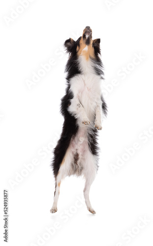 Shetland dog jumping