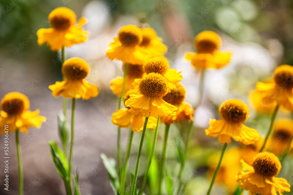 Helenium autumnale