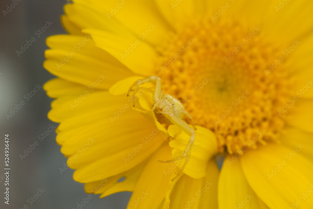 Mecaphesa spp. crab spider