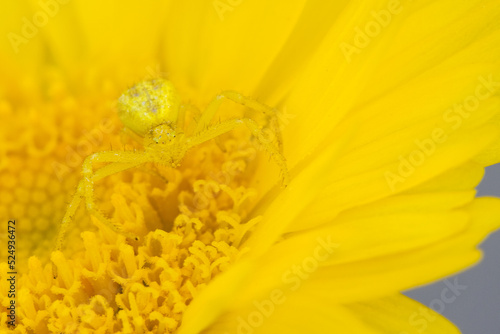 Mecaphesa spp. crab spider photo