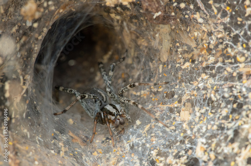 Agelenopsis spp Funnel Web spider on web