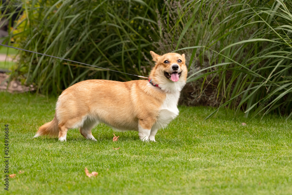 Smiling corgi on a green lawn. Friendly corgi. Funny dog with short paws and big ears. Companion dog. The favorite breed of the Queen of England.