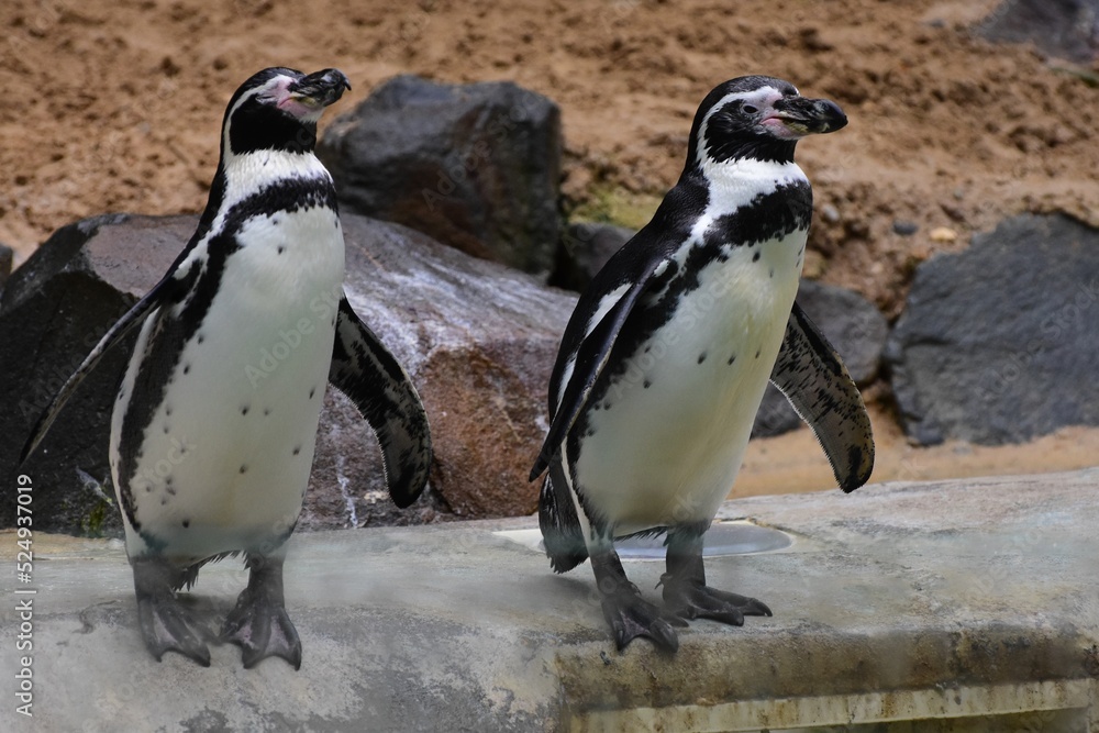 Fototapeta premium Les Manchots de Humboldt du Zoo de la Flèche