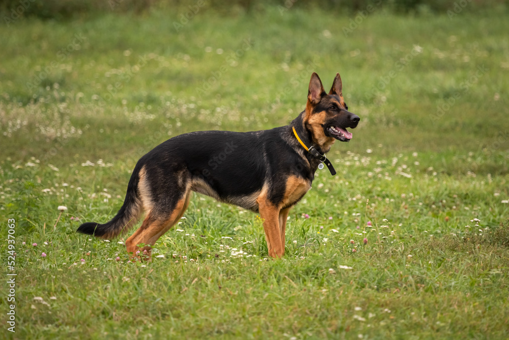 German Shepherd. Four paws. Purebred dog. Large dog. Dog training. A smart pet. A true friend. A German shepherd dog on a dog training ground.