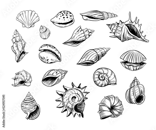 Seashells sketch. set of vector illustrations