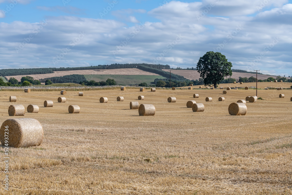 Farmland after Harvest, Scottish Border, Scotland