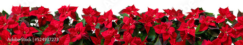 Red poinsettia flowers border isolated transparent png. Flor de Pascua horizontal seamless pattern. Christmas Eve plants hedge. photo
