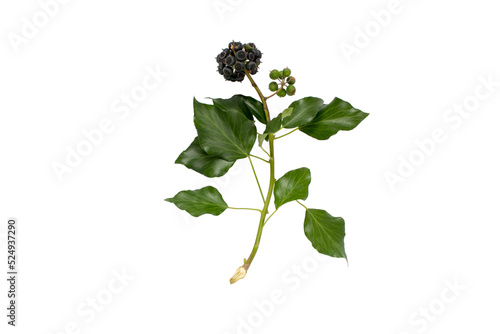 Commom ivy branch with leaves and fruits isolated transparent png. Hedera helix plant. photo