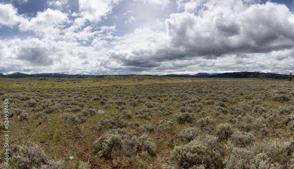 Trees and Mountain in the American Landscape. Yellowstone National Park, Wyoming. United States. Nature Background. Panorama