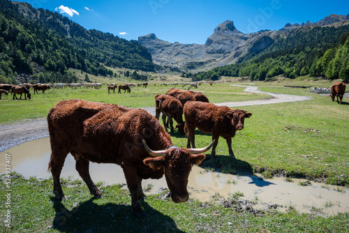 Cows, Ossau Valley, Pyrénées, France