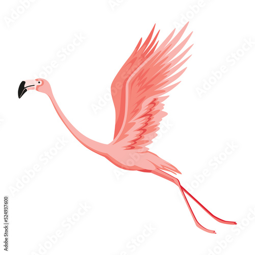 Pink flamingo. Exotic tropical bird character. Isolated wildlife animal. Nature wild fauna. Cute african bird flying