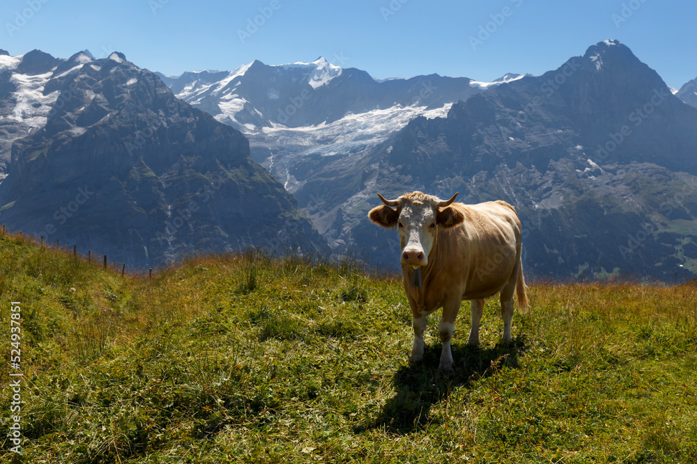 Cow in Grindelwald of Swiss Alps