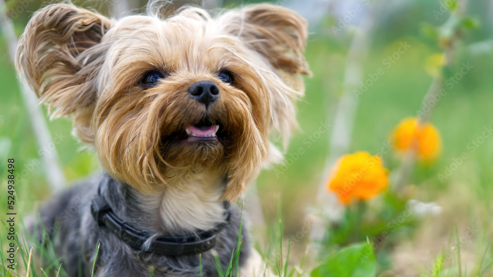 Yorkshire Terrier puppy sitting on the grass close to flowers. Funny small York puppy on golden hour time photography. close up Yorkshire Terrier puppy sitting on the grass close to flowers. Funny small York puppy on golden hour time photography. close up