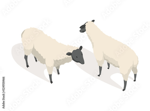 Farm animal isometric. Domestic animal in 3d flat back and front view. Cute game character of sheep. Vector icon