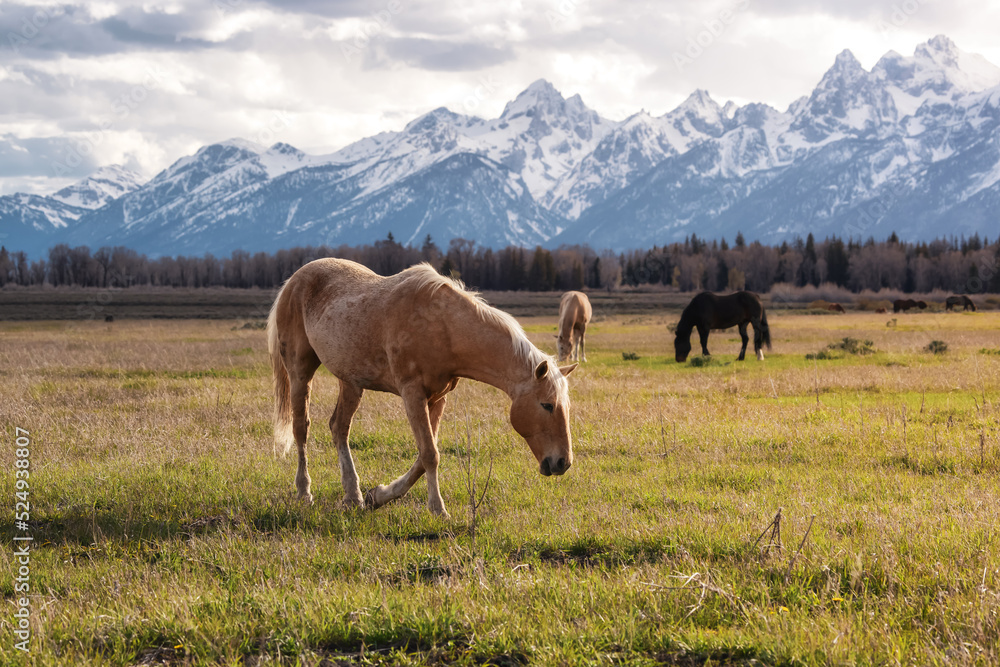 Obraz premium Wild Horse on a green grass field with American Mountain Landscape in Background. Grand Teton National Park, Wyoming, United States of America.