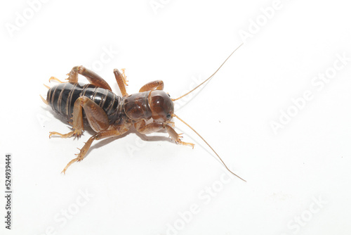 Side view of a Jerusalem Cricket (Ammopelmatus sp) on a white background. This insect is also known as a "potato bug". 