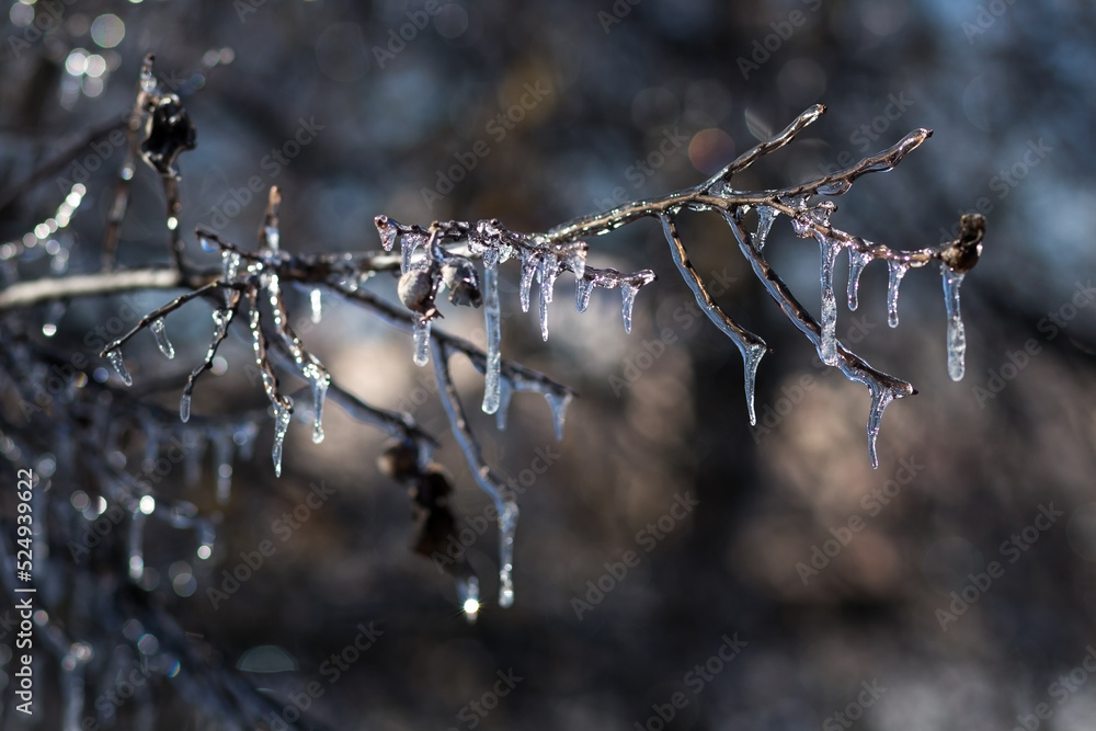 Twigs and leaves of plants covered with ice close-up Twigs and leaves of plants covered with ice close-up