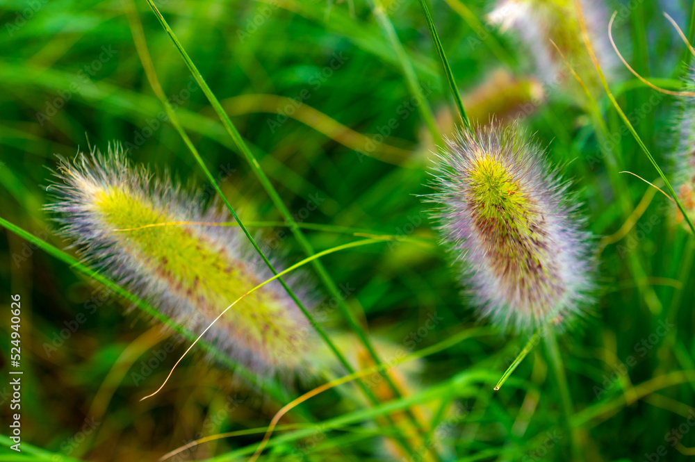Beautiful grass in the bloom at the summer, vibrant green with flowers with purple violet tone. Beauty natural background. Lovely flowers
Beautiful grass in the bloom at the summer, vibrant green with flowers with purple violet tone. Beauty natural background. Lovely flowers