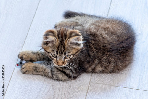 The kitten is lying on the floor and playing with a mouse indoors, a funny pose and a muzzle of an animal.