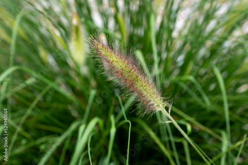 Detail of the beautiful grass in the bloom at the summer, vibrant green with flowers with purple violet tone. Beauty natural background. Lovely flowers