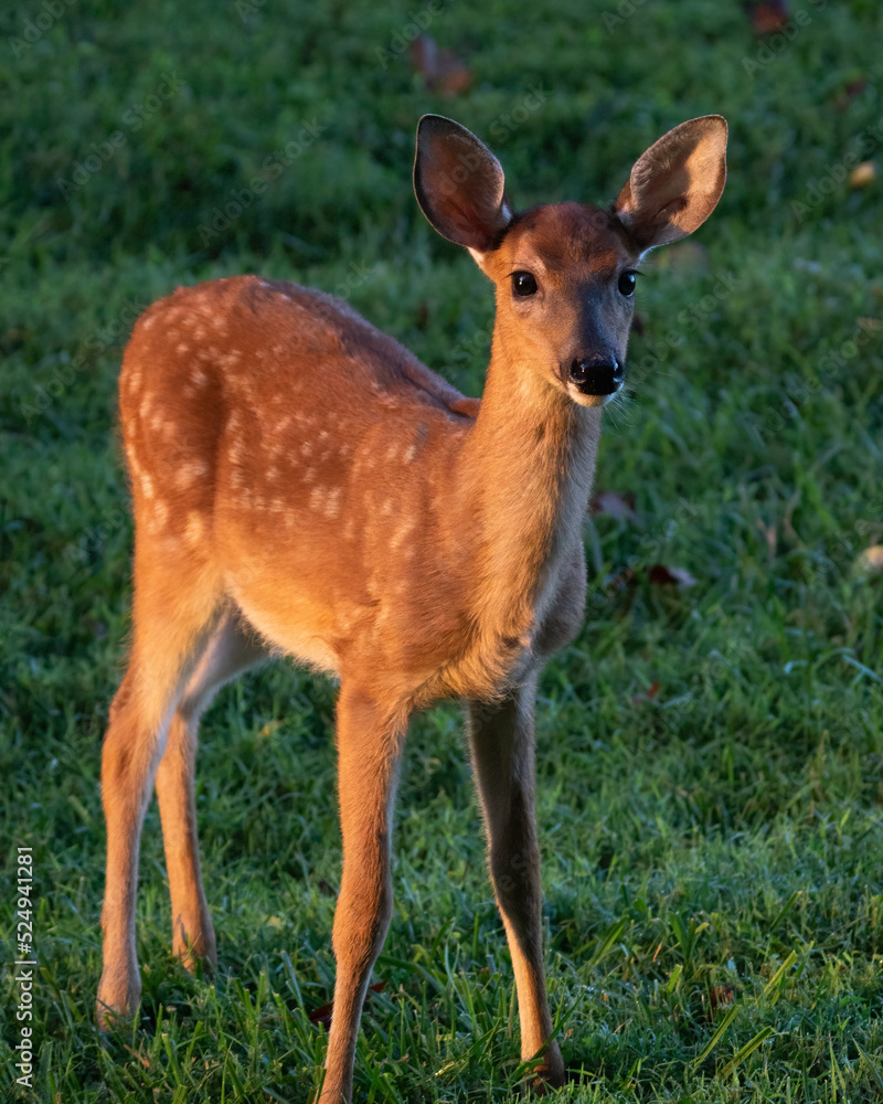 White-tailed Deer Fawn