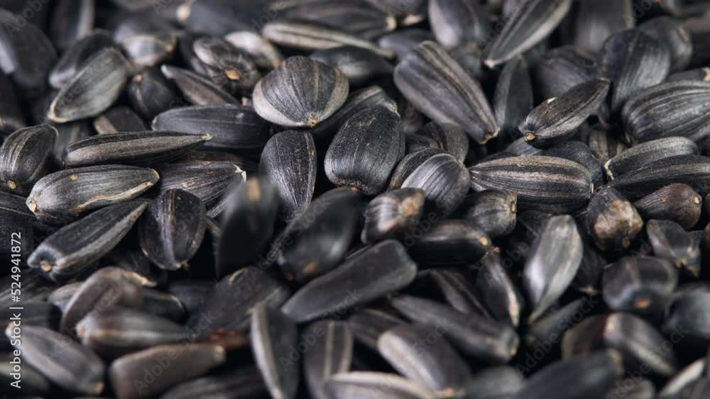 The sunflower seeds on a plate close-up. The sunflower seeds after harvest. Pile of Dried Sunflower Unpeeled Seeds, a Healthy Source of Vitamins in Vegan Food.