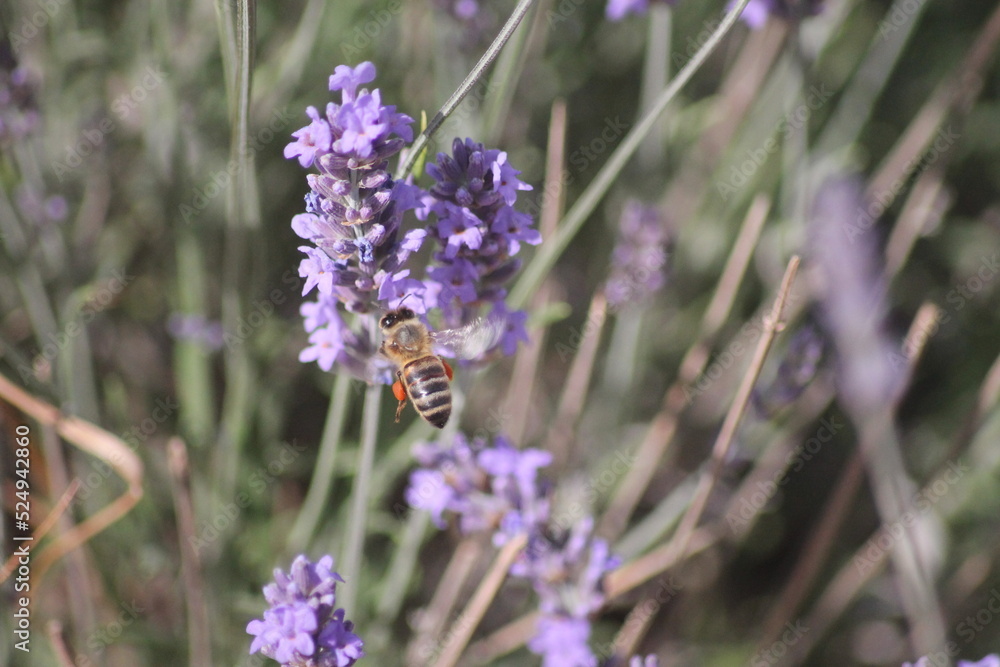 Abeille dans les lavandes en fleur Abeille dans les lavandes en fleur