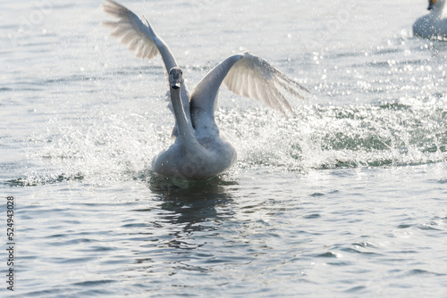 越冬地に飛来してきた白鳥	信州　安曇野 photo