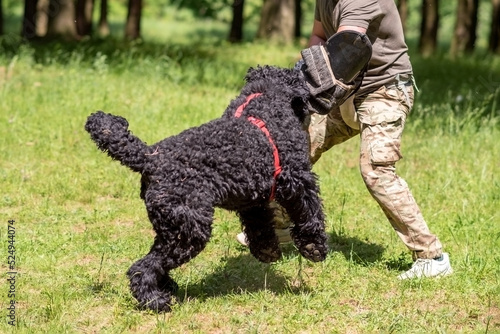 Russian black terrier attacks cynologist, in training of aggression.