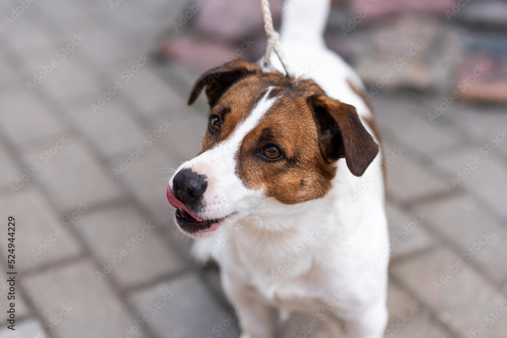 Jack Russell Terrier, in the city, unloading. Jack Russell Terrier, in the city, unloading.