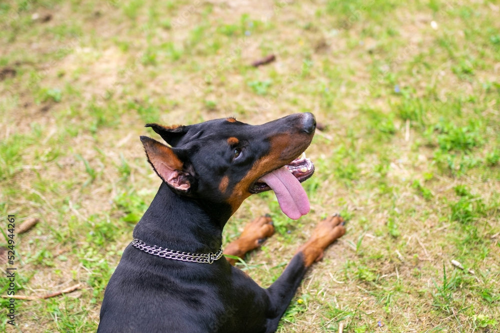 Black German Shepherd walking in the woods. Black German Shepherd walking in the woods.