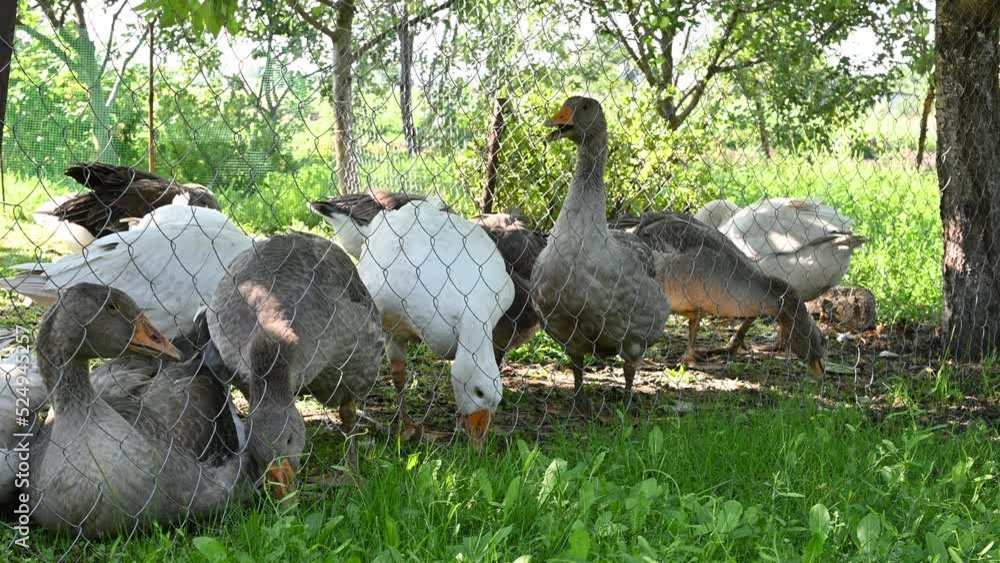 group of geese