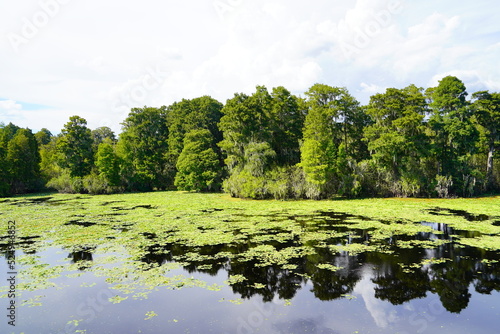 Landscape of Hillsborough river at Lettuce lake park