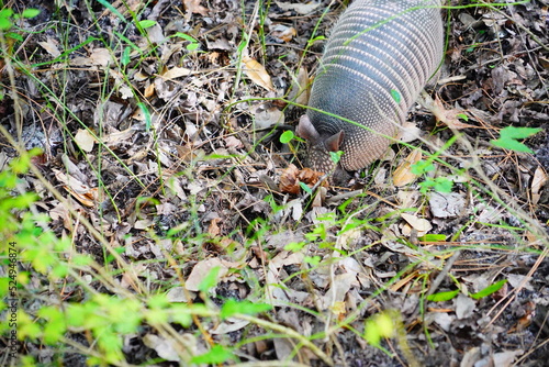 Armadillo is looking for food in grass 