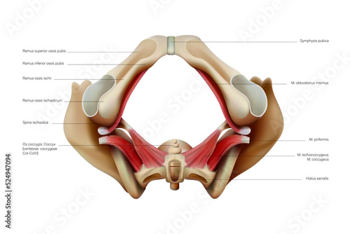 Anatomy and structure of the human pelvic floor on a white background. Vector 3D illustration