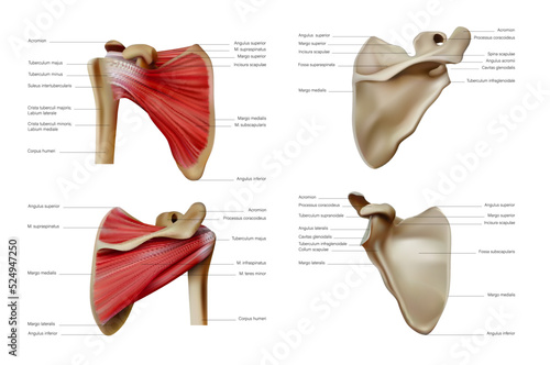 Anatomy and structure of the scapula and bone muscles of the belt of the upper limbs of a person. Vector 3D illustration photo
