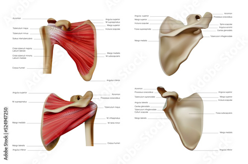 Anatomy and structure of the scapula and bone muscles of the belt of the upper limbs of a person. Vector 3D illustration