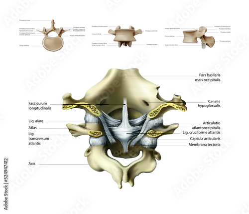 Ligaments and joints of the cervical vertebrae and the occipital bone. Back view. Vector illustration