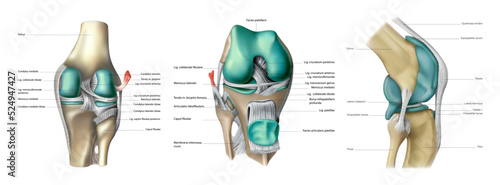 The anatomy of the muscles and bones of the human knee joint on a white background. Vector 3D illustration