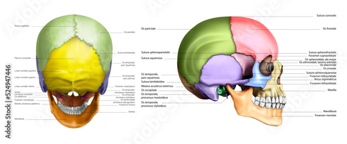Diagram of a human skull in multicolored parts on a white background. Vector 3D illustration