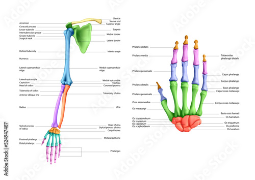 Diagram of the structure of the bones of a human hand on a white background. Vector 3D illustration