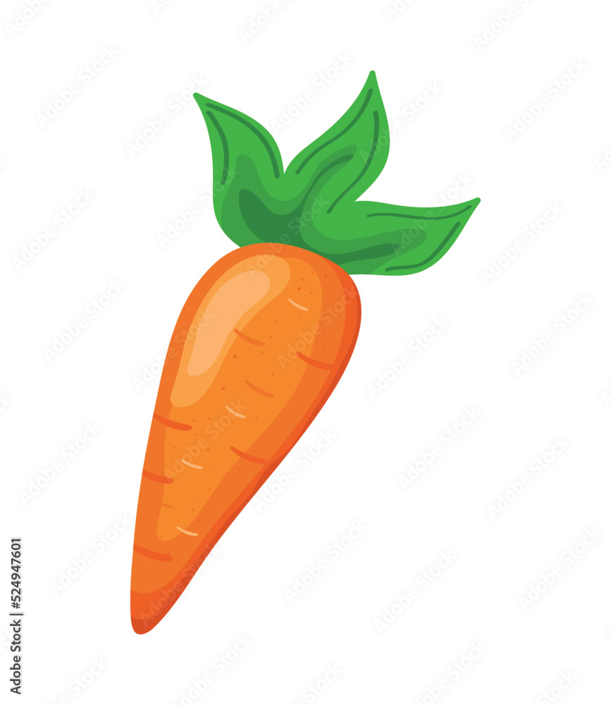 fresh carrot vegetable fresh carrot vegetable