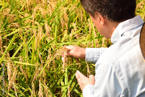田　稲穂　米　収穫時期　シニア男性　労働
