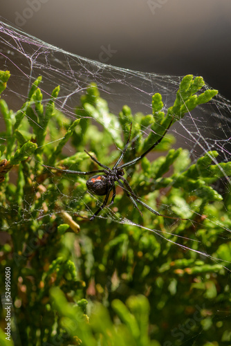 Black Widow Spider 