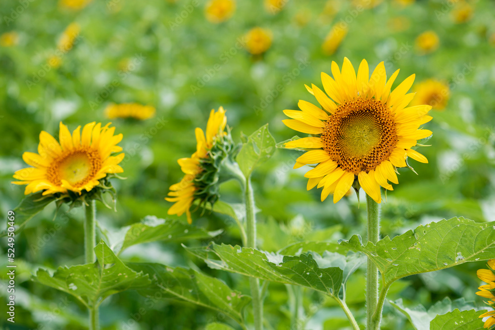 夏の午後のヒマワリ畑