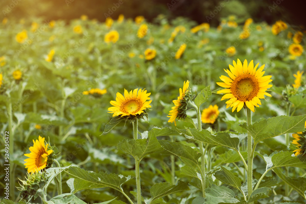 夏の午後のヒマワリ畑 夏の午後のヒマワリ畑
