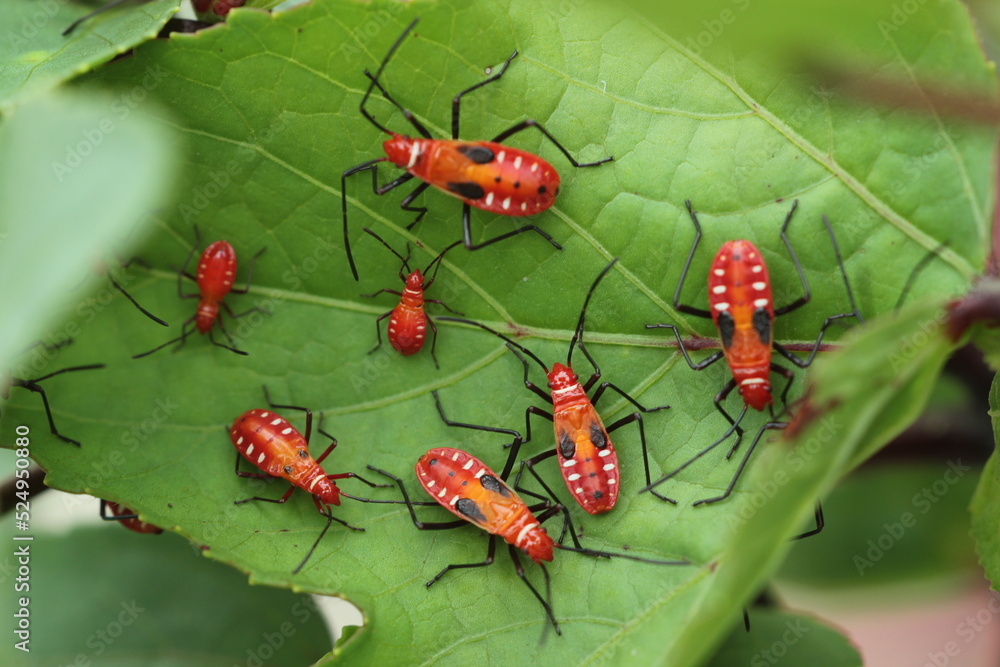 a collection of baby red insects on green leaves